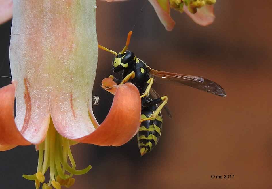 Polistes dominula, Vespidae